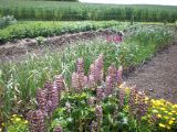 Kinsale edible garden