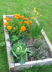 square foot garden