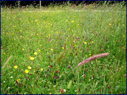 EcoSeeds ~ Planting Wildflowers for Biodiversity – Eco-Congregation Ireland