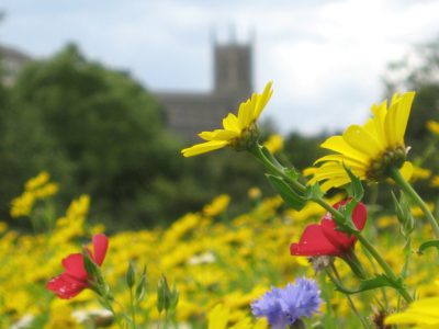 wildflower landscape