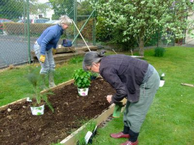 Planting the herb garden