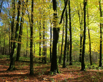 Irish Woodland