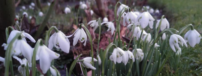 snowdrops