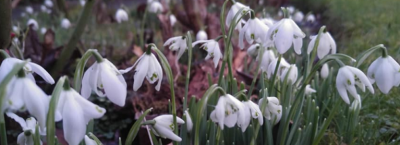 Snowdrops